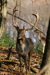 Fallow deer in colorful autumn forest during rut, useful for hunting magazines, articles or news, wildlife, Slovakia