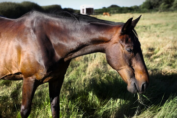 Obraz premium horse in the field