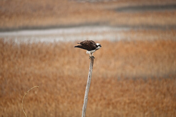 ウンチを出した猛禽類