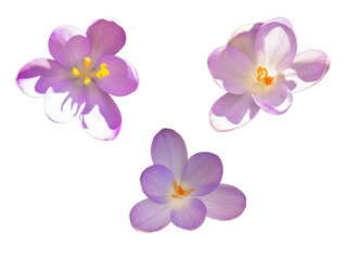 Violet color Crocus blossoming flower top view isolated