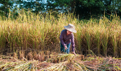 A  seniors Asian woman farmer harvesting rice in a field, rice plants in golden yellow in rural Thailand