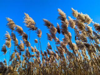dried sedge stalks on a background of blue sky