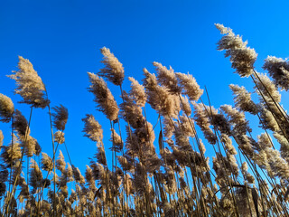 dried sedge stalks on a background of blue sky