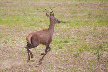 Roe deer ( Capreolus capreolus ) during rut in wild nature