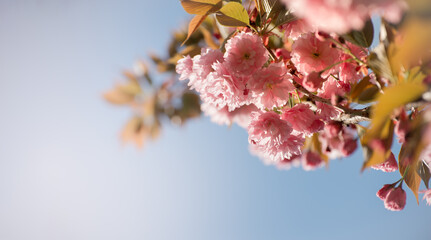 Beautiful Pink Flowers of Sakura Tree on a blurred bokeh Background on a sunny warm day. Spring seasonal background with copy space.
