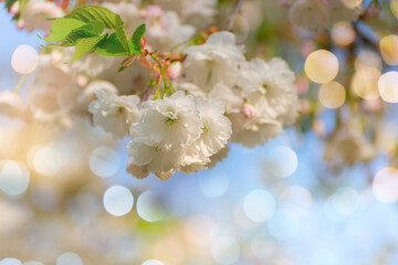 Beautiful white Flowers of Sakura Tree on a blurred bokeh Background on a sunny warm day. Spring seasonal background with copy space.