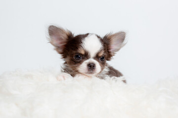 a chihuahua puppy on a fur blanket on a white background