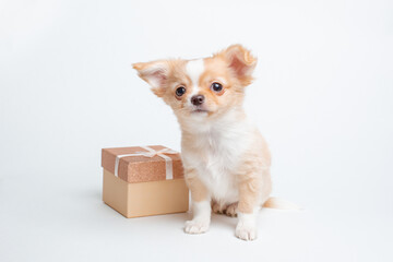 a chihuahua puppy with a gift box on a white background