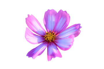 pink and white cosmos flower isolated on white background.