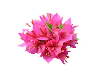 beautiful flowers isolated on white background.