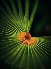 leaf of a tree