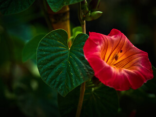 red and yellow flower