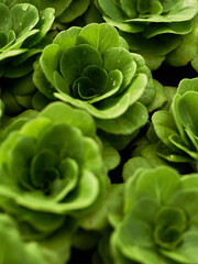 green cabbage in the garden