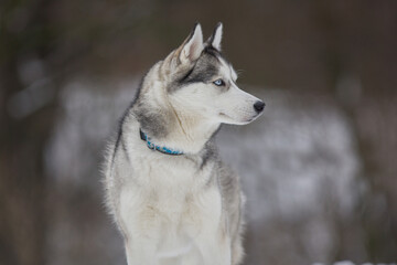 Husky dog close up photo in winter and snow 