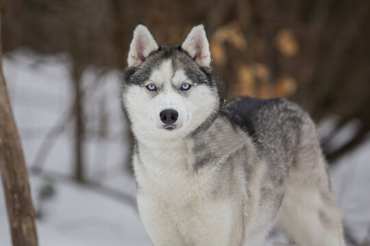 Husky dog close up photo in winter and snow 