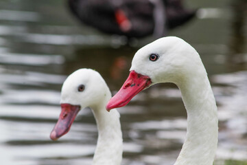 Two white ducks swimming in a lake, close-up.