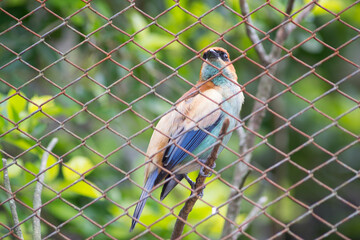 beatiful colorfull bird in cage