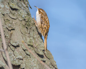 Baumläufer (Certhiidae) auf der Suche nach Nahrung