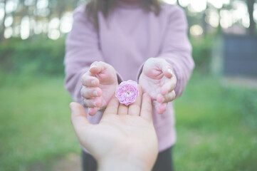 Man's hand giving a small rose to a woman. Dwarf pink hybrid rose flower (rosa x centifolia,...