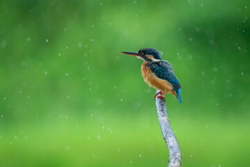 A common kingfisher alcedo atthis native to Eurasia perching on a branch in the middle of the rain with bokeh background 