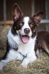 Portrait of a red/brown and white border collie laying on straw on a farm.