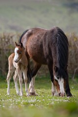 Bay mare and foal in a field at the Lluest horse and pony trust. 