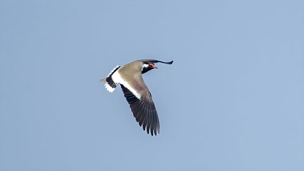 The red-wattled lapwing (Vanellus indicus)