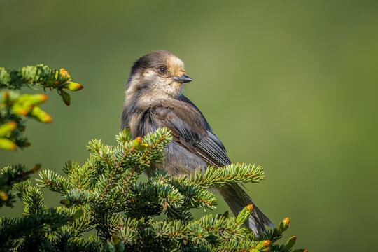 Gray Jay (Perisoreus canadensis)
