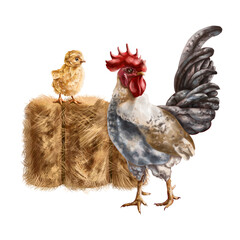 Farmer's composition of yellow chicken gray rooster and golden haystack