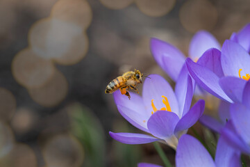 Honeybee hovers over a blooming crocus