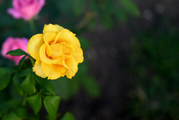Flower of Yellow Rose in the summer garden. Yellow Roses with shallow depth of field. Beautiful Rose in the sunshine. Yellow garden rose on a bush in a summer garden. Flower bush