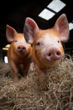 two cute orange pigs in a barn looking forward.