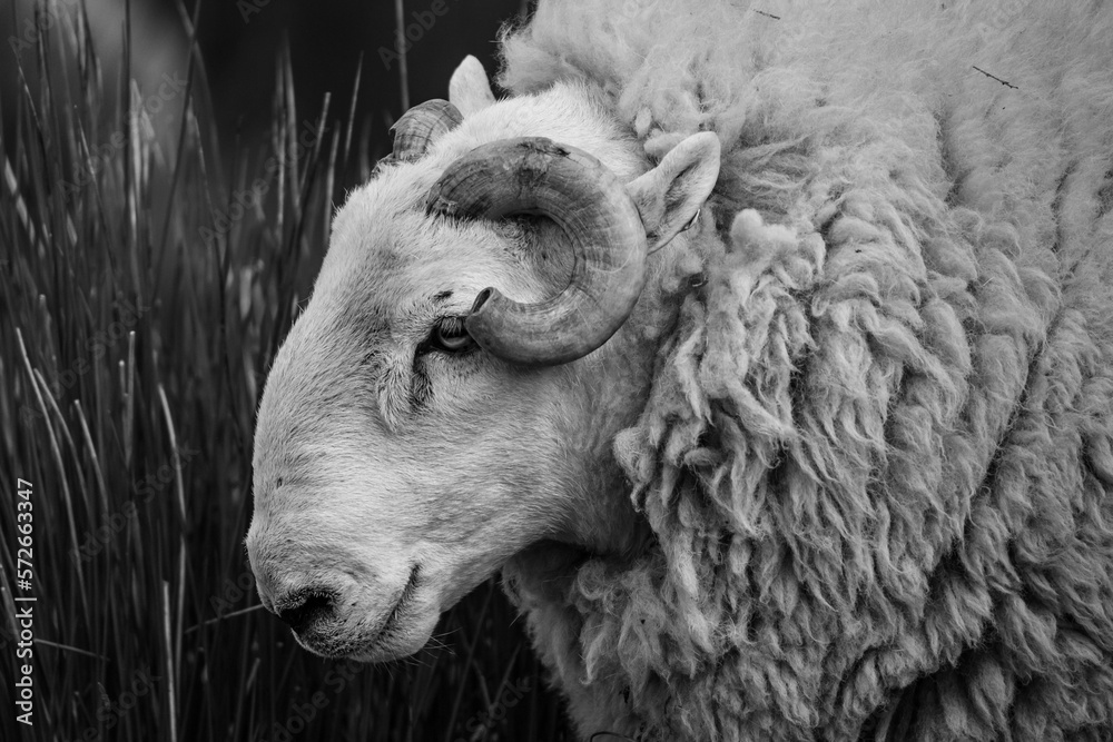 Wall mural Black and white side profile portrait of a Brecknock Hill choviet sheep. 