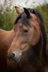 Fototapeta premium Portrait of a bay horse. 