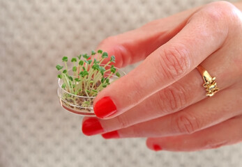 Women's hands holding a Petri dish with natural germinated seeds, concept of sustainability with agronomy, horticulture, carbon capture and environmental issues