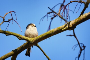 The long-tailed tit (Aegithalos caudatus), also named long-tailed bushtit, sitting on a branch with blue sky in the background. Small white bird sitting on the branch. 