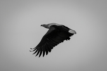Mono African fish eagle against pink sky