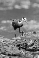Mono African jacana crosses shallows lifting foot