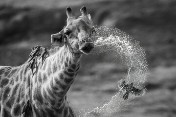 Mono close-up of giraffe dribbling over oxpecker