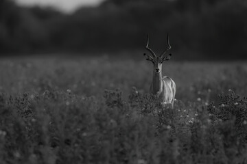 Mono common impala stands among tall plants