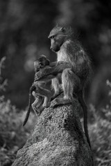 Mono chacma baboon joins mother on mound