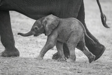 Mono baby African elephant walks beside mother