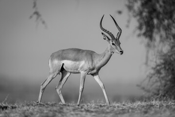 Mono common impala crosses horizon past bushes