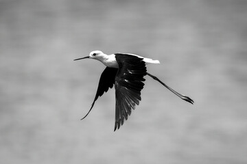 Mono black-winged stilt crosses river lowering wings