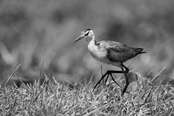 Mono African jacana on grass lifting foot
