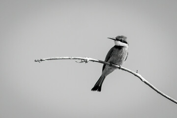 Mono little bee-eater turning head on branch