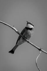 Mono little bee-eater on branch turns head