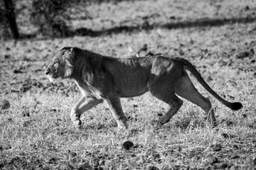 Fototapeta na wymiar Mono male lion runs right to left