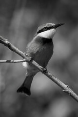 Mono little bee-eater showing catchlight on branch