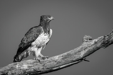 Mono martial eagle on branch under sky